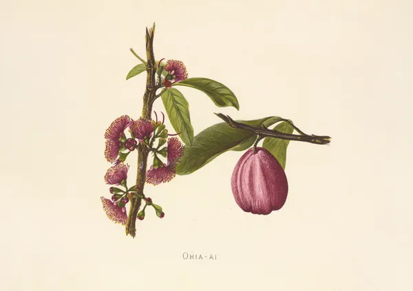 Ohia-Ai av Isabella McHutcheson Sinclair