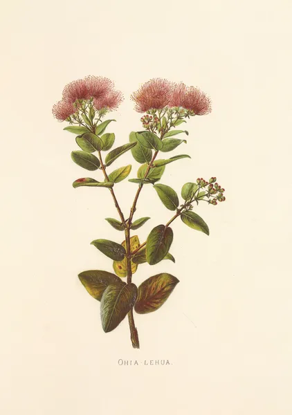 Ohia-Lehua av Isabella McHutcheson Sinclair