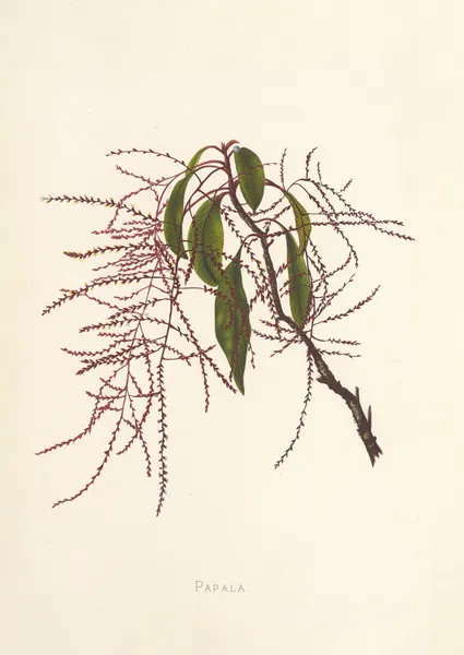 Papala av Isabella McHutcheson Sinclair