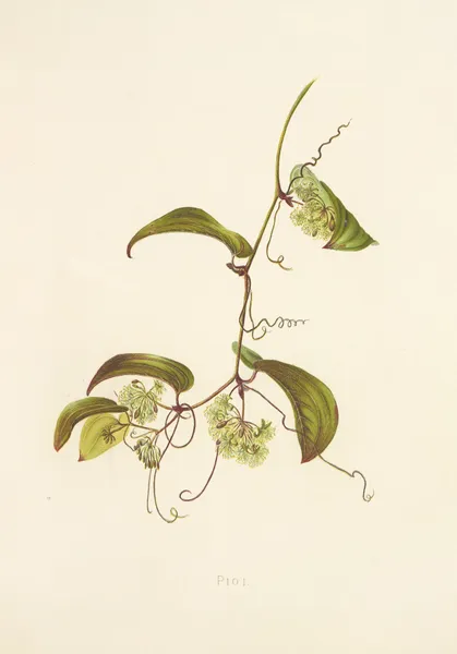Pioi av Isabella McHutcheson Sinclair
