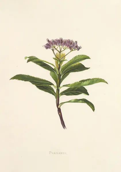 Poahanui av Isabella McHutcheson Sinclair