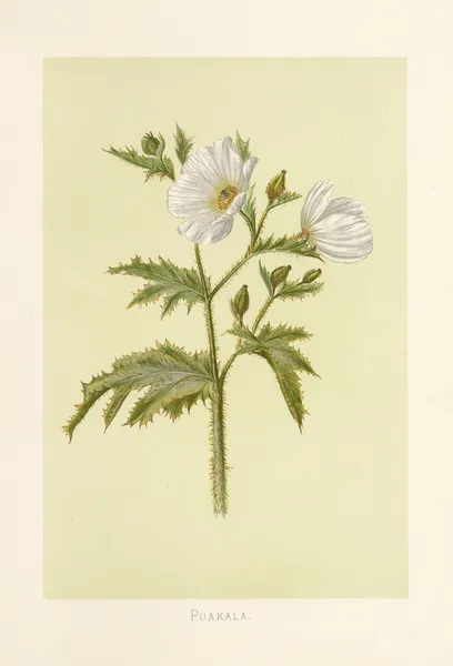 Puakala av Isabella McHutcheson Sinclair