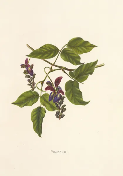 Puakauhi av Isabella McHutcheson Sinclair