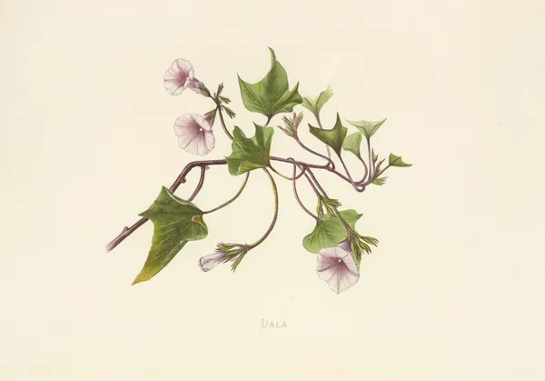 Uala av Isabella McHutcheson Sinclair