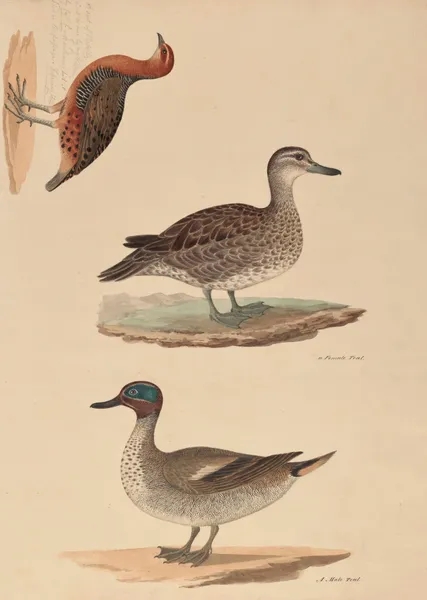 A sort of Partridge, Female Teal, Male Teal av Miss Gough