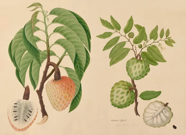 Annona, Bullock’s heart. Custard Apple av Miss Gough