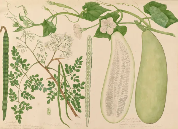 Marronngah, A vegetable creeper, a sort of water pumkin av Miss Gough