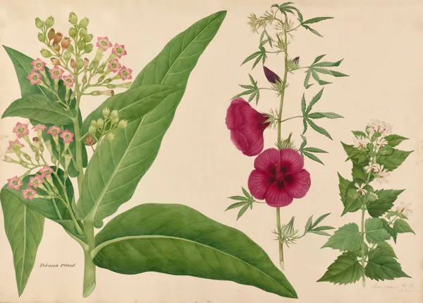 Tobacco Plant. Mongarin triste av Miss Gough