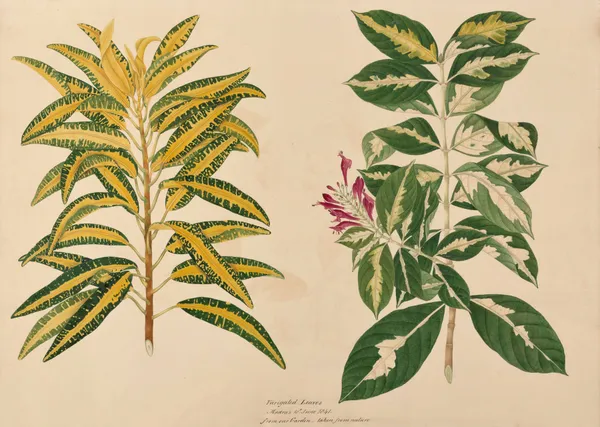 Varigated leaves av Miss Gough