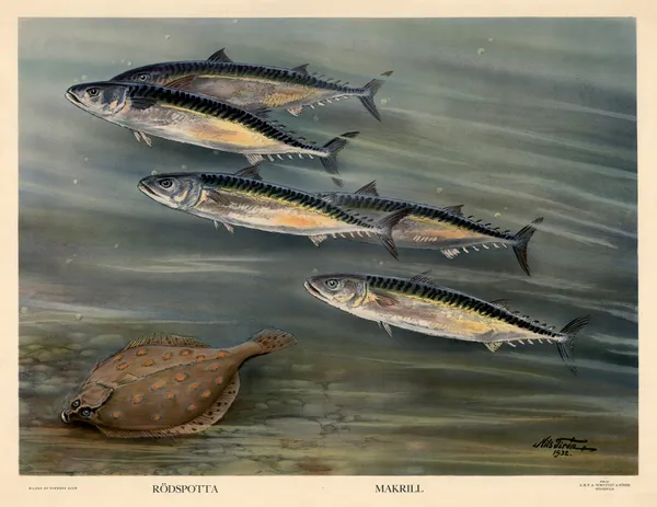 Rödspotta. Makrill. av Nils Tirén