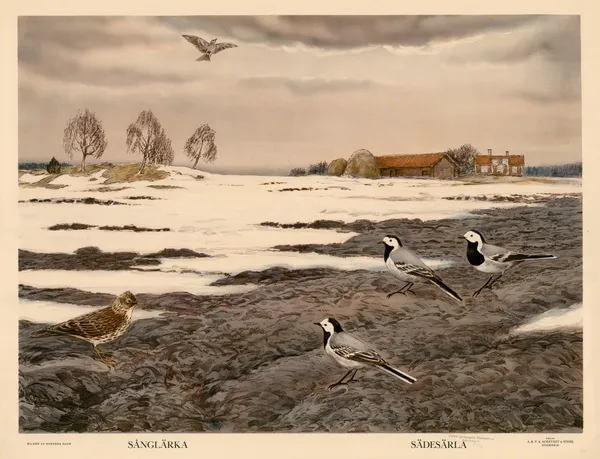 Sånglärka. Sädesärla av Nils Tirén