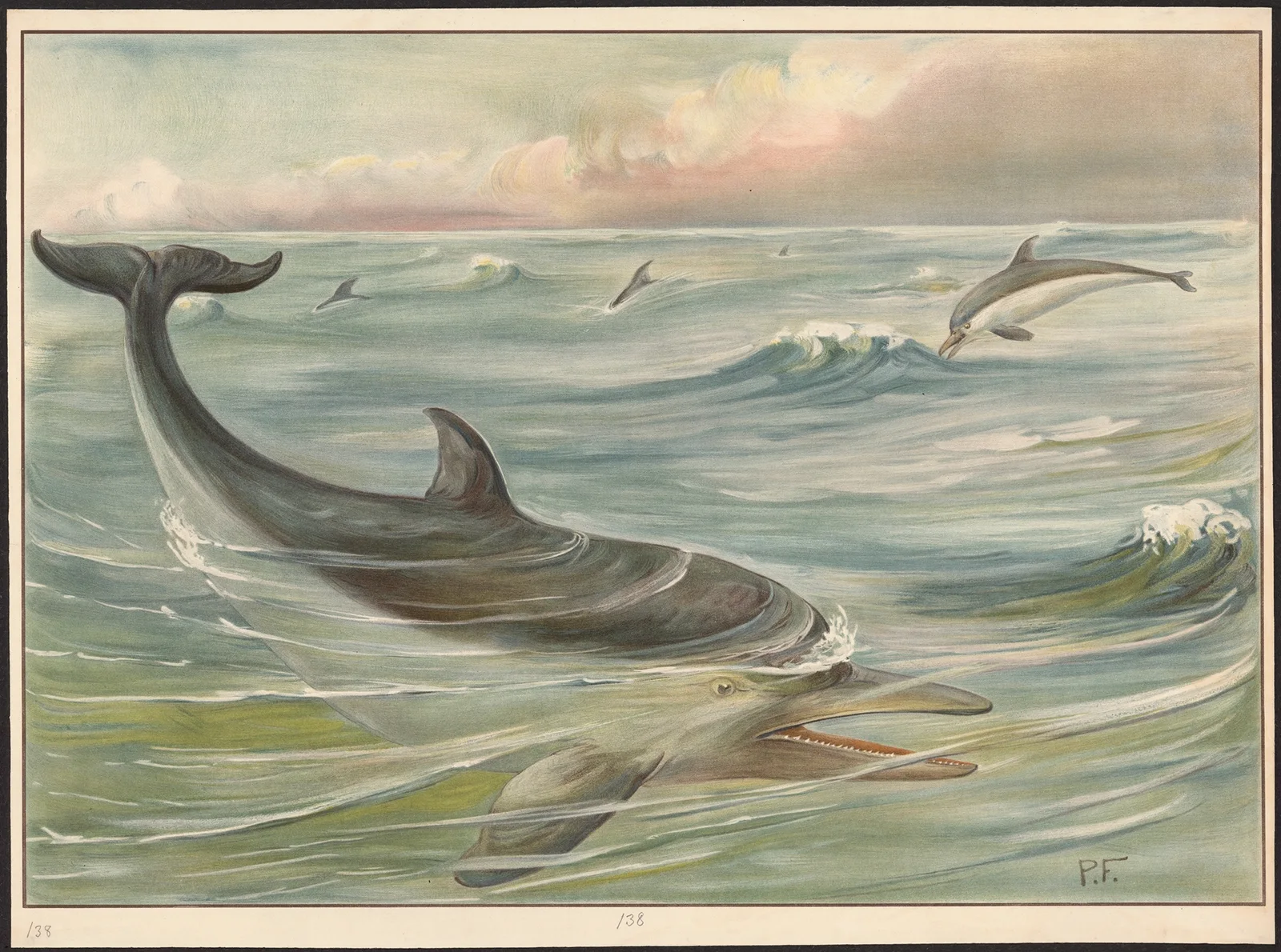 Dolphin av Paul Flanderky