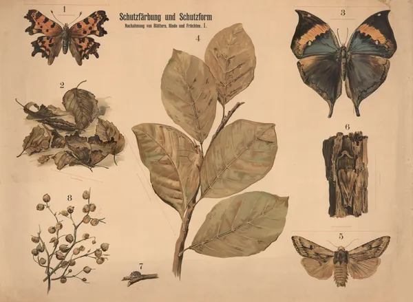 Schutzfärbung und Schutzform. Nachahmung von Blättern, Rinden und Früchten. av Paul Flanderky