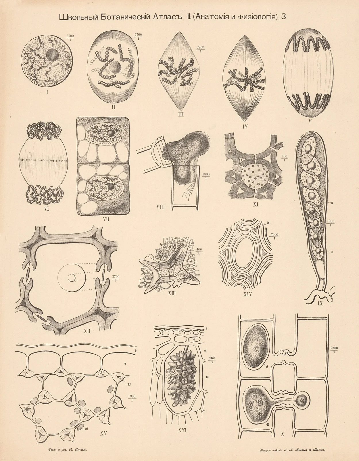 Cells av Alexander-Paul Henckel