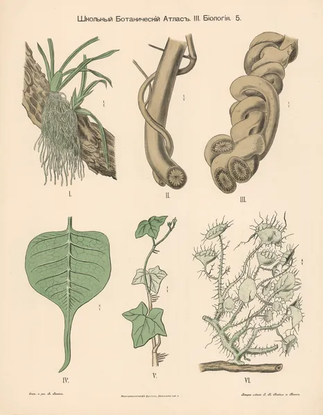 Parasitic plants av Alexander-Paul Henckel