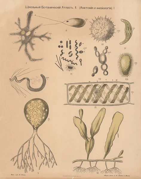 Plant cells av Alexander-Paul Henckel