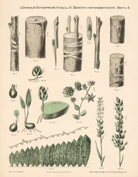 Plant shoots av Alexander-Paul Henckel