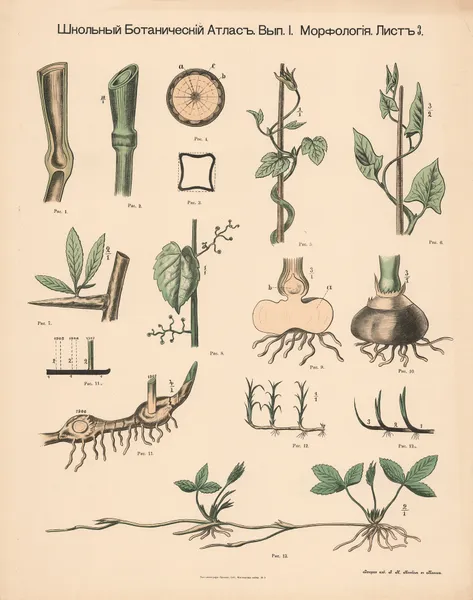 Stem and shoots av Alexander-Paul Henckel