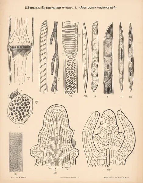Stem tissue av Alexander-Paul Henckel