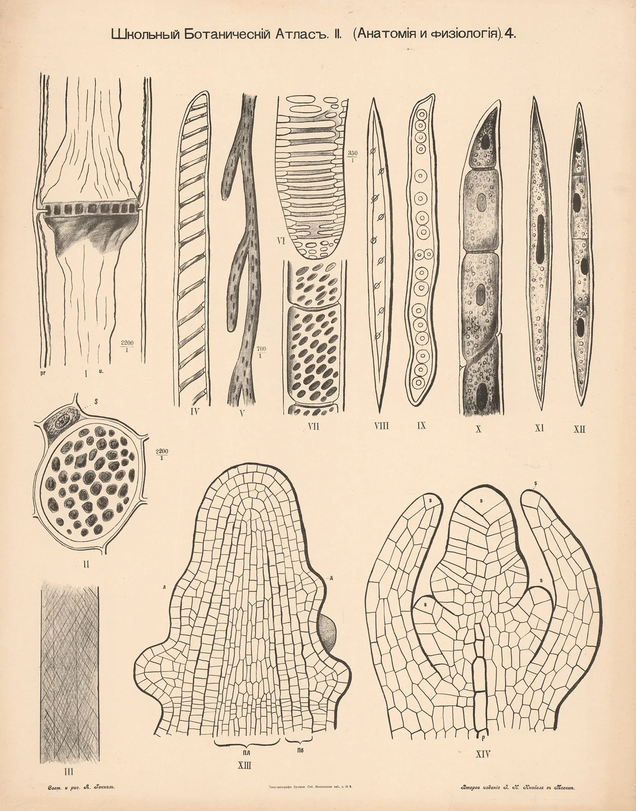 Stem tissue av Alexander-Paul Henckel