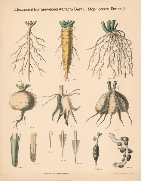 The root av Alexander-Paul Henckel