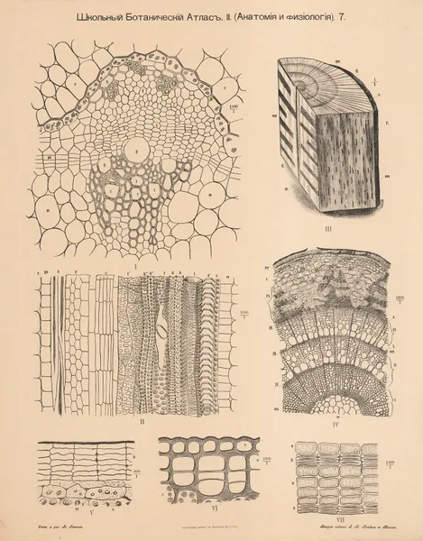 Wood from trees, annual rings av Alexander-Paul Henckel