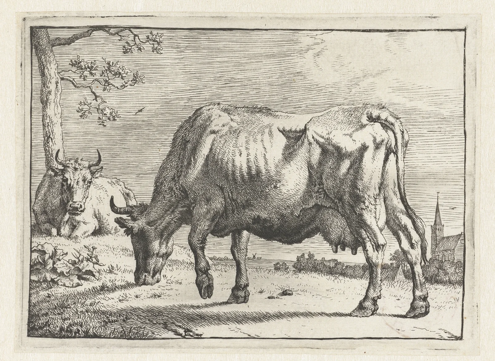 Grazing cow av Paulus Potter