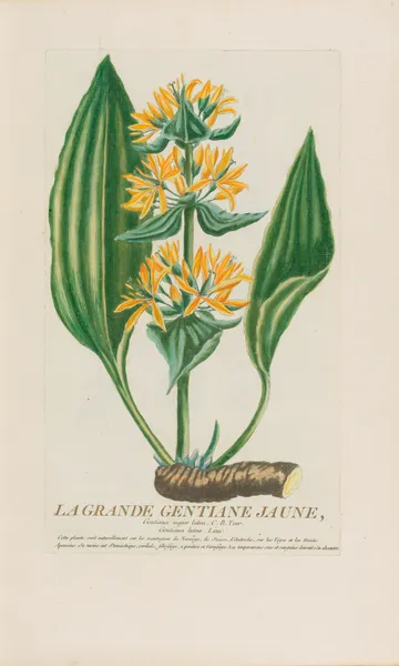 La Grande Gentiane Jaune av Pierre Philippe Alyon