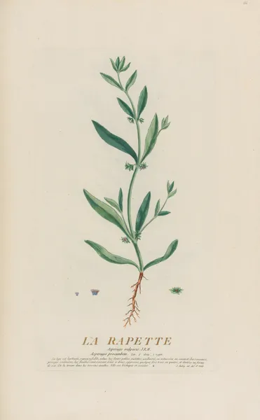 La Rapette av Pierre Philippe Alyon