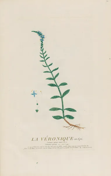La Véronique en Épi av Pierre Philippe Alyon