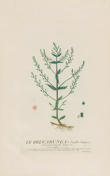 Le Beccabunga à Feuilles longues av Pierre Philippe Alyon