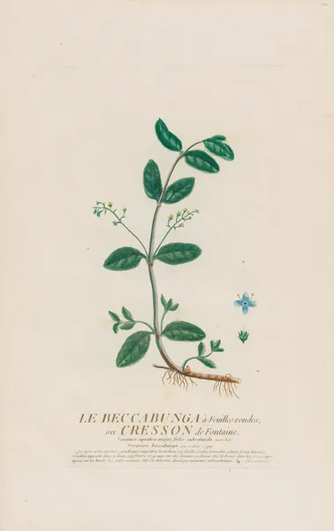 Le Beccabunga à Feuilles rondes, ou Cresson de Fontaine av Pierre Philippe Alyon