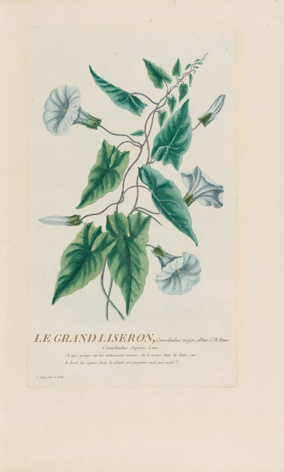 Le Grand Liseron av Pierre Philippe Alyon