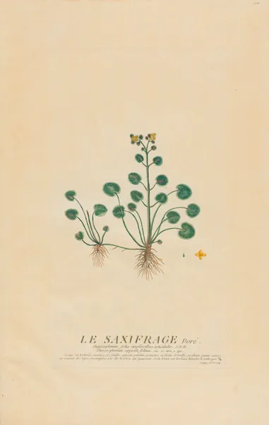 Le Saxifrage Dorè av Pierre Philippe Alyon