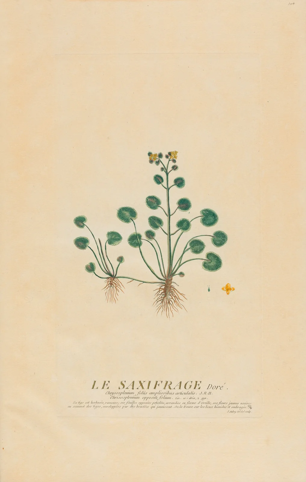 Le Saxifrage Dorè av Pierre Philippe Alyon