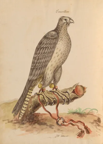 Oiseaux de la Ménagerie du Roi Pl.01 (18th century) av Pieter Boel