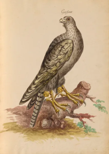 Oiseaux de la Ménagerie du Roi Pl.02 (18th century) av Pieter Boel