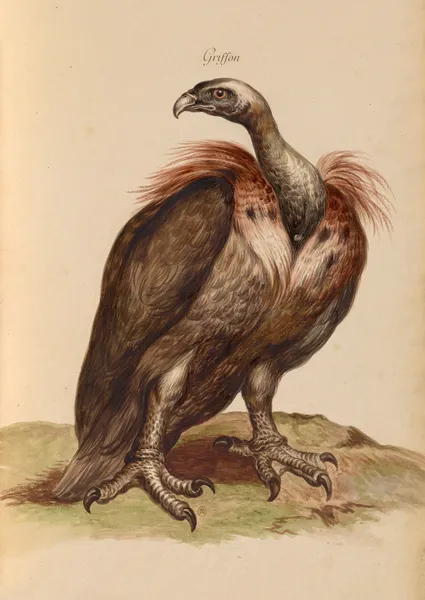 Oiseaux de la Ménagerie du Roi Pl.03 (18th century) av Pieter Boel