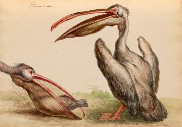 Oiseaux de la Ménagerie du Roi Pl.04 (18th century) av Pieter Boel