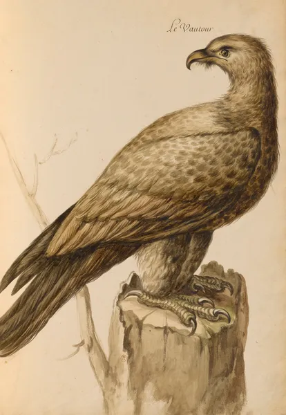 Oiseaux de la Ménagerie du Roi Pl.05 (18th century) av Pieter Boel