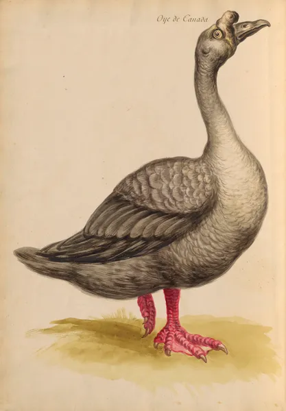 Oiseaux de la Ménagerie du Roi Pl.08 (18th century) av Pieter Boel