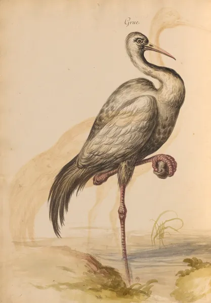 Oiseaux de la Ménagerie du Roi Pl.13 (18th century) av Pieter Boel