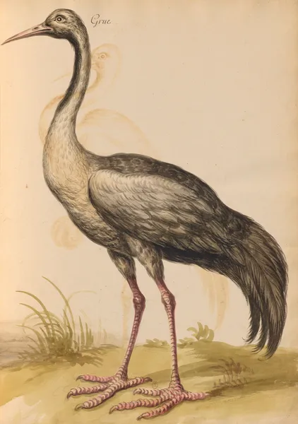 Oiseaux de la Ménagerie du Roi Pl.14 (18th century) av Pieter Boel