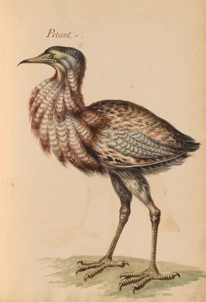 Oiseaux de la Ménagerie du Roi Pl.23 (18th century) av Pieter Boel