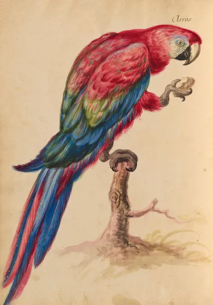 Oiseaux de la Ménagerie du Roi Pl.30 (18th century) av Pieter Boel