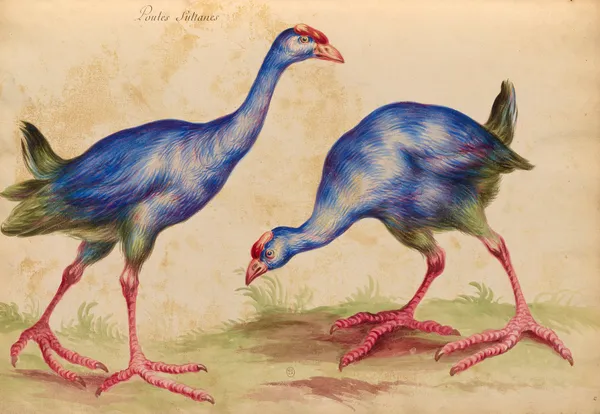 Oiseaux de la Ménagerie du Roi Pl.32 (18th century) av Pieter Boel