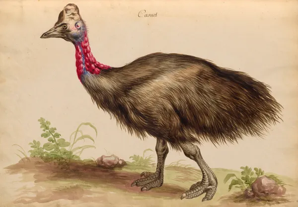 Oiseaux de la Ménagerie du Roi Pl.33 (18th century) av Pieter Boel