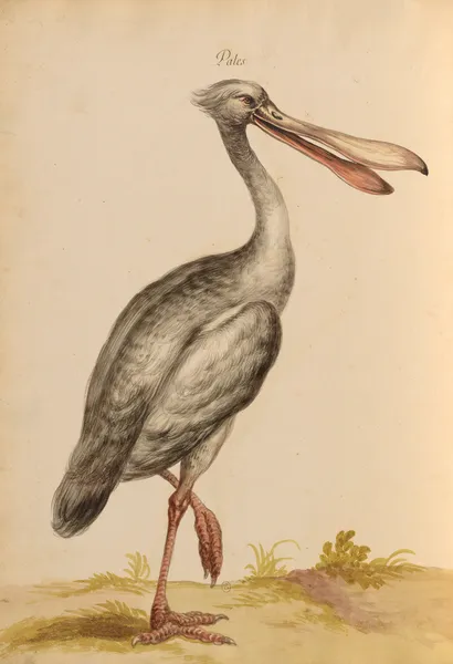Oiseaux de la Ménagerie du Roi Pl.34 (18th century) av Pieter Boel