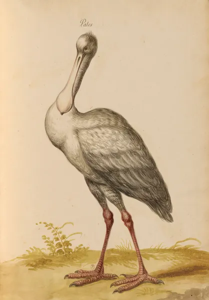 Oiseaux de la Ménagerie du Roi Pl.35 (18th century) av Pieter Boel