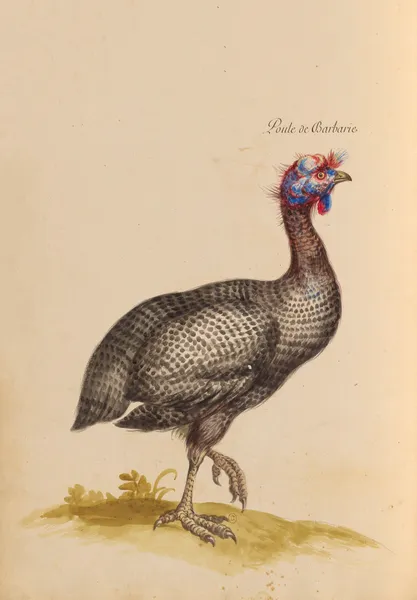 Oiseaux de la Ménagerie du Roi Pl.37 (18th century) av Pieter Boel